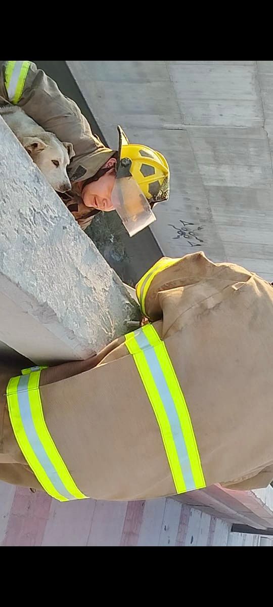 Rescatan a perrito atrapado en el dren 2A