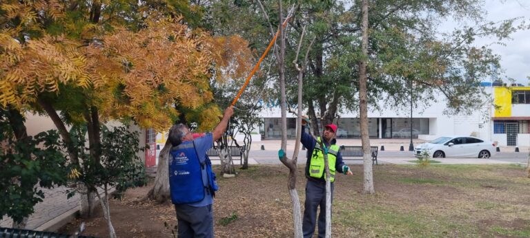 Continúa temporada de poda y Municipio te dice cómo realizarla de manera correcta