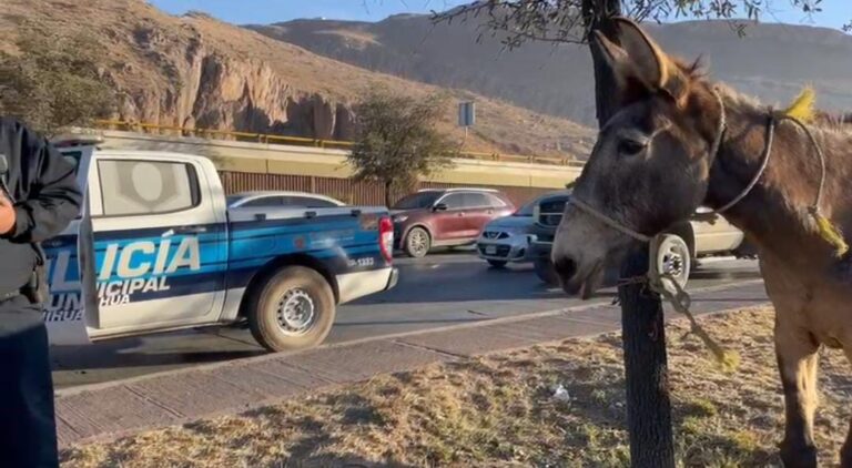 Aseguran mula que deambulaba por el Lombardo Toledano