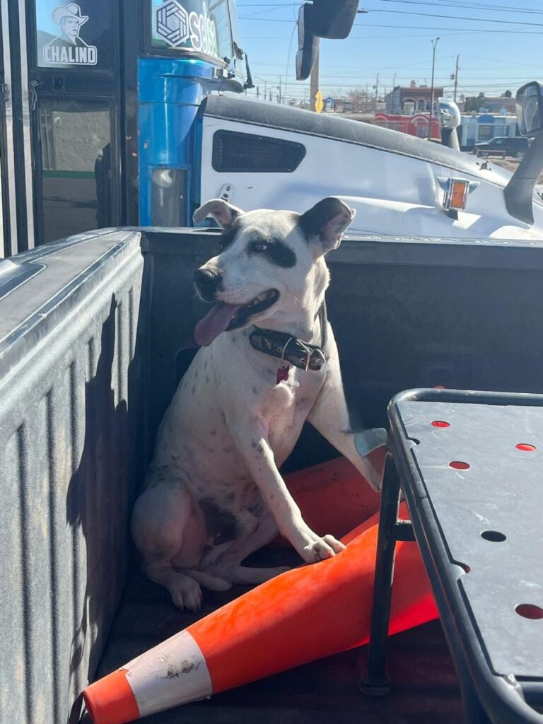 Agente de Seguridad Vial evita accidente, rescata a perrito y lo reúne con su familia  Lunes 17 de Febrero del 2025  Durante un recorrido, un agente de la Coordinación General de Seguridad Vial, a bordo de la unidad 1032 logró rescatar a un perrito que caminaba de lado a lado en el camellon central de la avenida Manuel Talamás Camandari, a la altura de la calle Yepomera, parando el tráfico de oriente a poniente.  Una vez que fue resguardado, lo trasladaron al RAMM, para posteriormente reunirlo con su familia, quienes pudieron confirmar que eran los dueños del can.