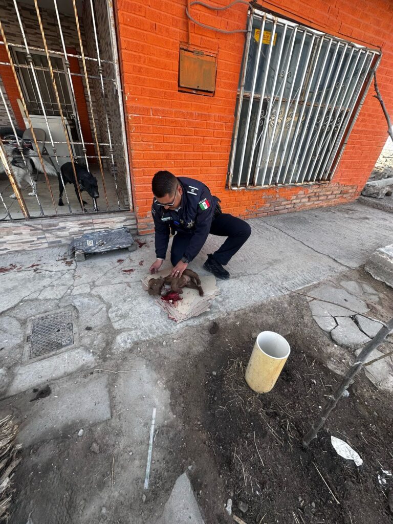 Rescatan a perrito arrollado, lo canalizan a DABA y lo entregan a su familia