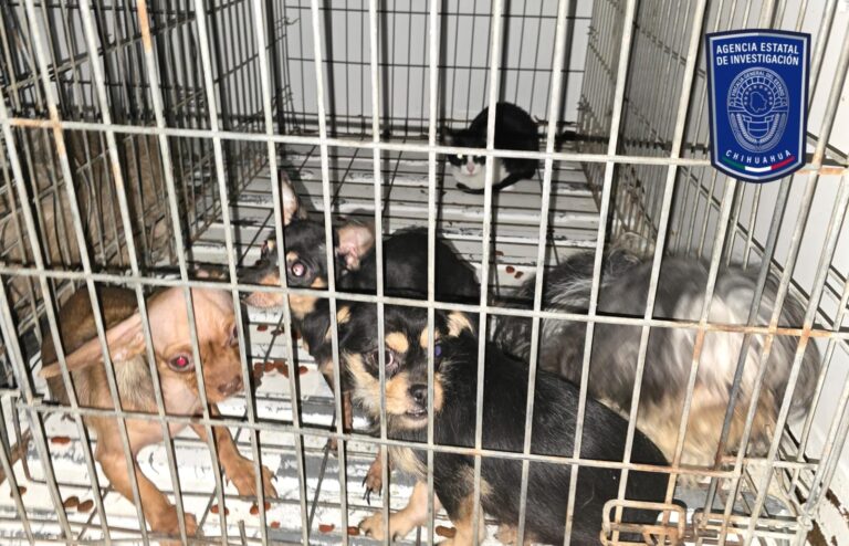 Asegura FGE 13 animales víctimas de maltrato durante enero