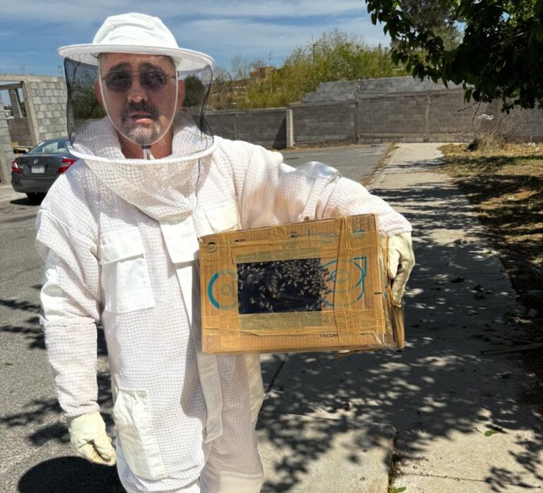 Guardianes Ecológicos rescatan y reubican a más de 20 mil abejas