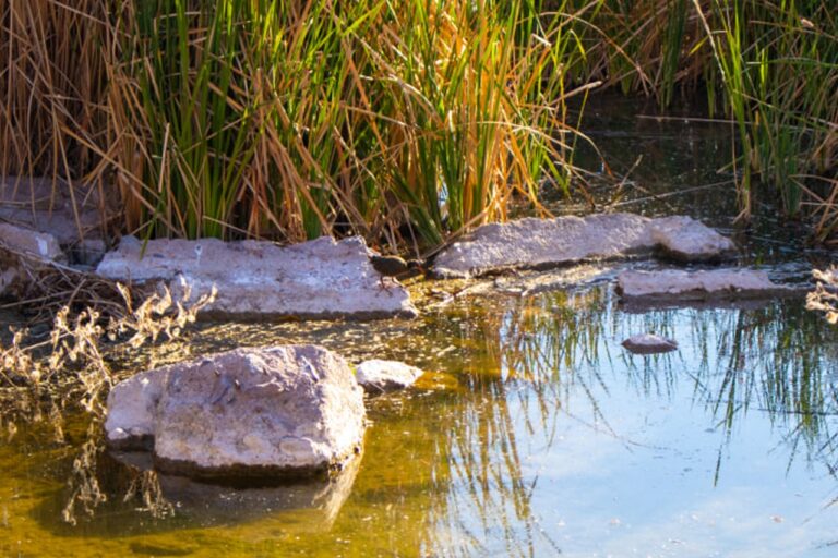 Captan a Rascón Azteca, ave en peligro de extinción, acicalándose en Río San Pedro Meoqui