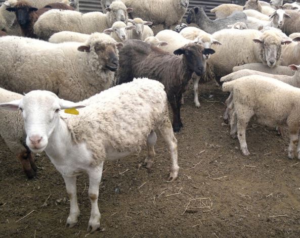 WhatsApp Image 2025-04-15 at 11.11.13 AM