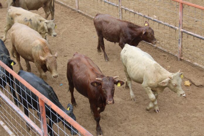 WhatsApp Image 2025-05-11 at 5.23.51 PM