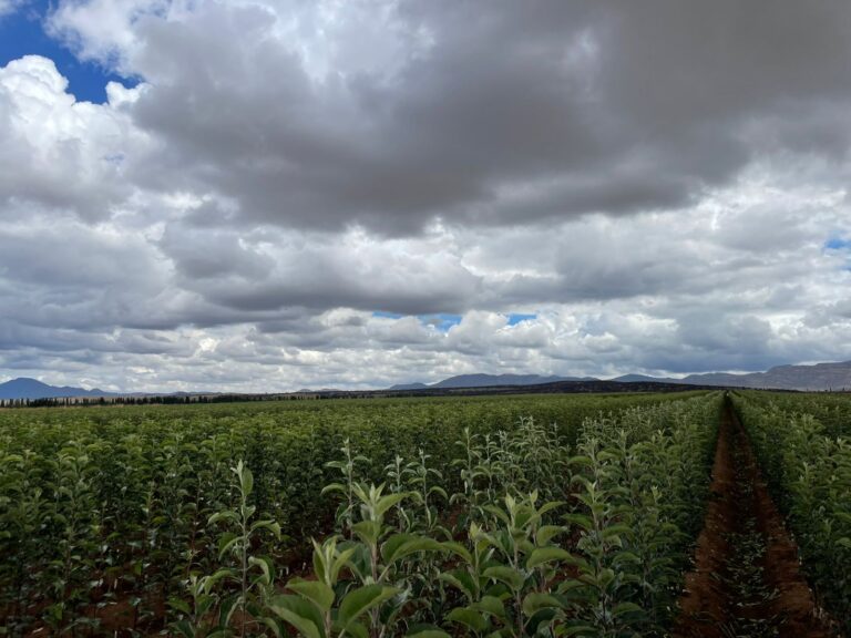 Impulsa SDR la producción de manzanas a través del Vivero Estatal