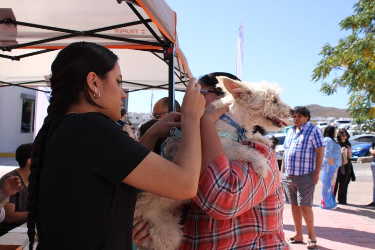 Brindó Municipio más de 300 servicios gratuitos para mascotas en Wellness Fest 2025