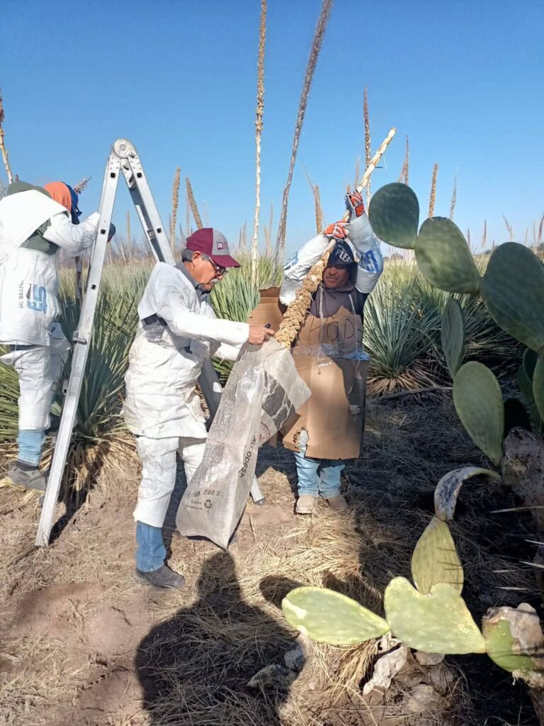 FCAyF-UACH realiza recolección de semilla de sotol en la Huerta Sotolera