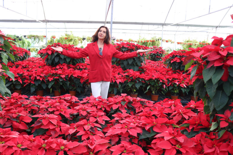 Docente de la UACH explica el simbolismo de la Nochebuena