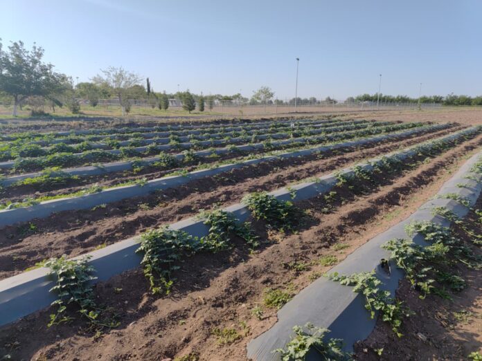 WhatsApp Image 2025-12-26 at 10.07.46 AM