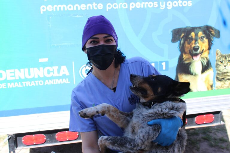Esterilizó Municipio a mil 920 perros y gatos durante el año 2025