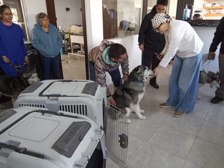 Rescata Policía Municipal y Coordinación de Medio Ambiente y Protección Animal tres Husky en abandono